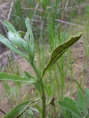 Puccinia carthami