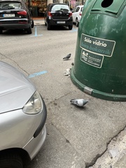 Columba livia domestica