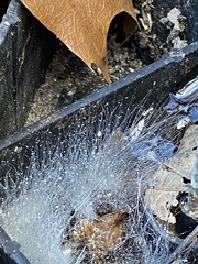 Phycomyces