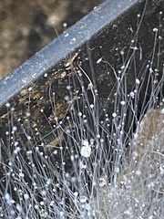 Phycomyces