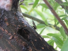 Neriidae