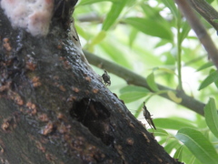 Neriidae