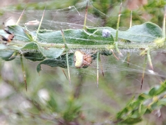 Araneus albotriangulus