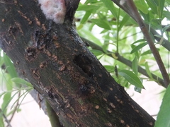 Neriidae