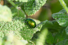 Chrysolina herbacea