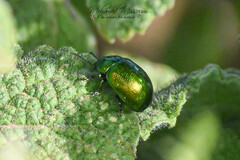 Chrysolina herbacea