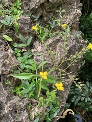 Kalanchoe integra
