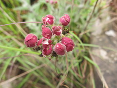 Zaluzianskya microsiphon