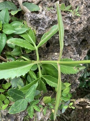 Kalanchoe integra