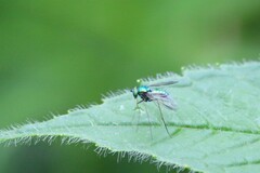 Condylostylus comatus