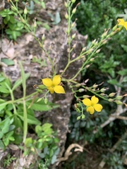 Kalanchoe integra