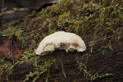 Postia tephroleuca