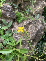 Kalanchoe integra