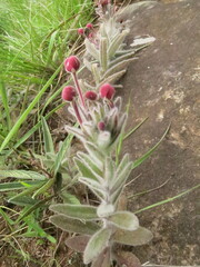 Zaluzianskya microsiphon