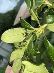 Glaucias amyoti