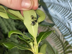 Glaucias amyoti