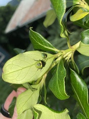 Glaucias amyoti