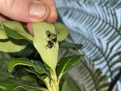 Glaucias amyoti