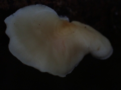 Gloeoporus phlebophorus