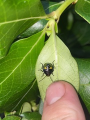 Glaucias amyoti