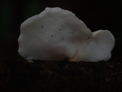 Gloeoporus phlebophorus