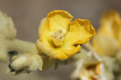 Verbascum undulatum