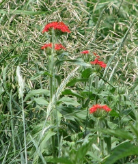 Silene chalcedonica