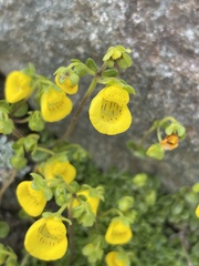 Calceolaria tenella