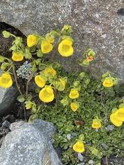 Calceolaria tenella