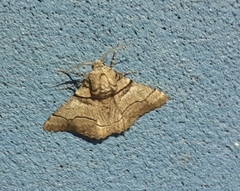 Hypobapta diffundens