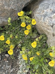 Calceolaria tenella