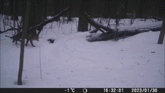Vulpes vulpes