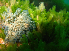 Virididentula dentata