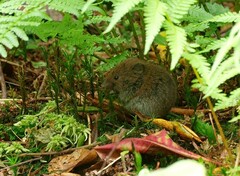 Clethrionomys glareolus