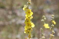 Verbascum undulatum