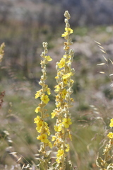 Verbascum undulatum