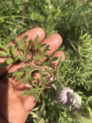 Clematis villosa