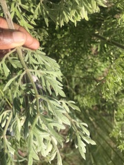 Clematis villosa