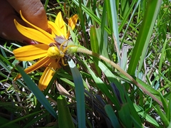 Misumenops