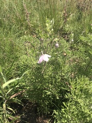 Clematis villosa