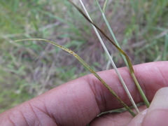 Puccinia brachypodii