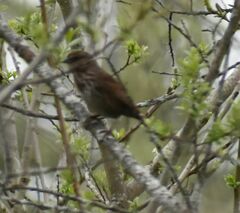 Melospiza melodia