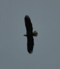 Haliaeetus leucocephalus