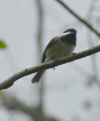 Poecile atricapillus