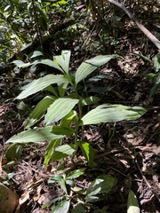 Cephalantheropsis obcordata