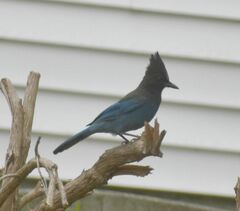 Cyanocitta stelleri