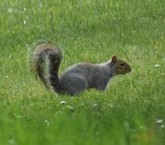 Sciurus carolinensis