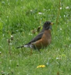 Turdus migratorius