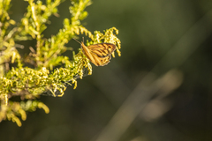 Heteronympha merope