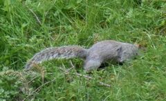 Sciurus carolinensis